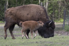 Six Pure Bison Calves Born at WCS’s Bronx Zoo